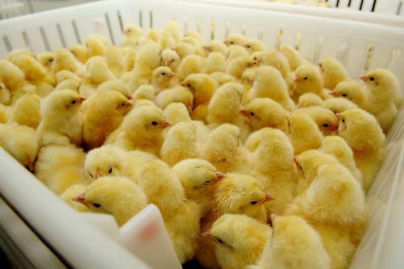 Broilers’ first 14 days crucial for probiotics, prebiotics